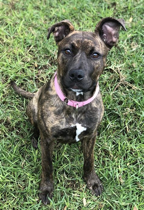 Puddles - Medium Female Staffy Mix Dog in WA - PetRescue