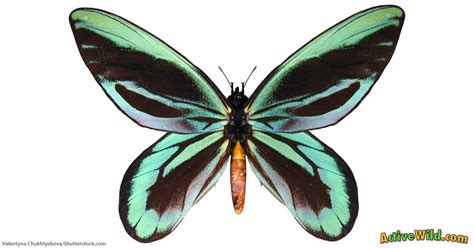 Queen Alexandra's Birdwing Butterfly Facts For Kids & Adults: Pictures ...