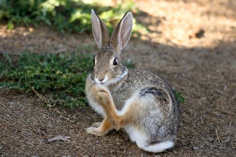 Rabbits foot--rabbits foot--rabbits foot | BecomeAnEX