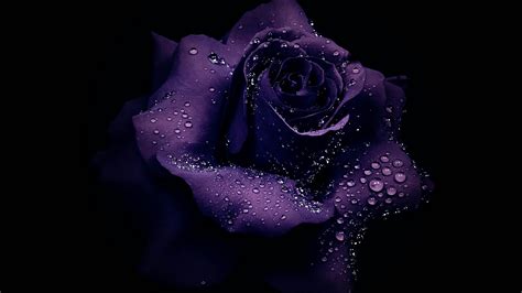 Wallpaper HD Flowers Black Rose - FlowerWallpapero