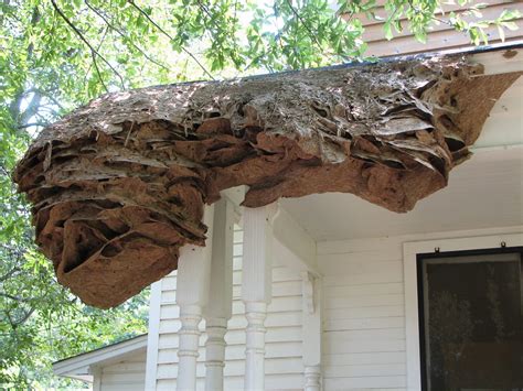 Yellow jacket wasps super nests becoming hazardous in Alabama - Strange ...