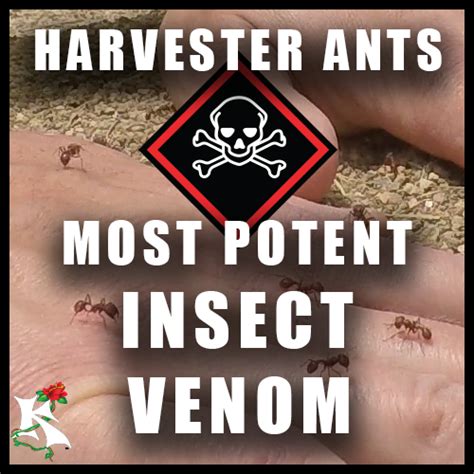 Harvester Ants - Most POTENT Insect Venom in the World INJECTED — Koaw Nature