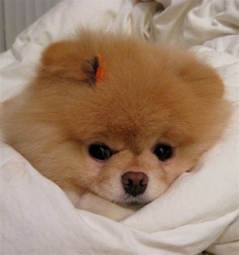 What Kind of Dog Is Boo? | HubPages