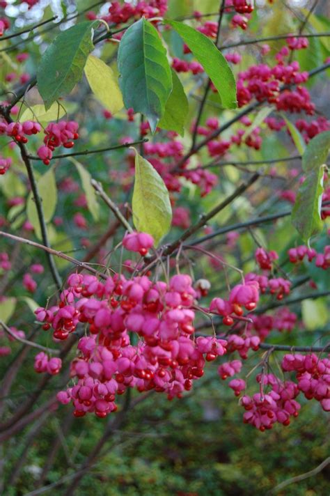 Eastern Wahoo AKA Burning Bush (Euonymus atropurpureus) Habitat Garden, Burning Bush, Corner ...