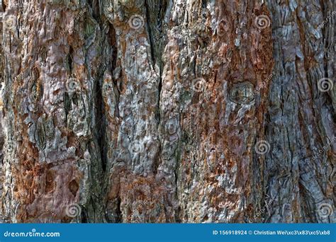 Bark of a Giant Sequoia, Sequoiadendron Giganteum Stock Photo - Image ...