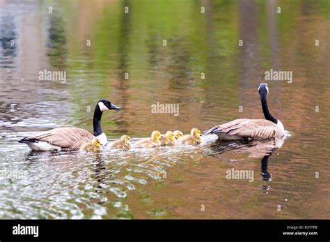 Baby Canada Geese swimming in between their parents Stock Photo - Alamy