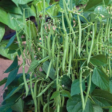 Best Green Beans to Grow in Containers - Brown Thumb Mama®