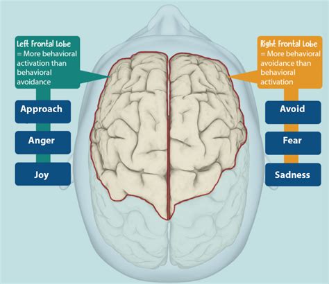 3 Theories of Hemispheric Lateralization – Psychology of Human Emotion ...