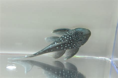 Blue Phantom Pleco - Marine Warehouse Aquarium