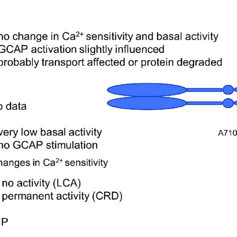 | Guanylate cyclase domains and the effect on GUCY2D mutations on the ...