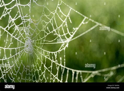 Spider web in dew drops close-up on blurred green background Stock Photo - Alamy