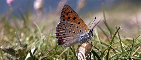 Wildlife Walks in the Pyrenees