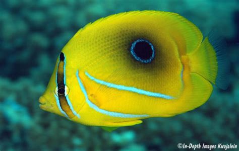 Bluelashed Butterflyfish Information and Picture | Sea Animals