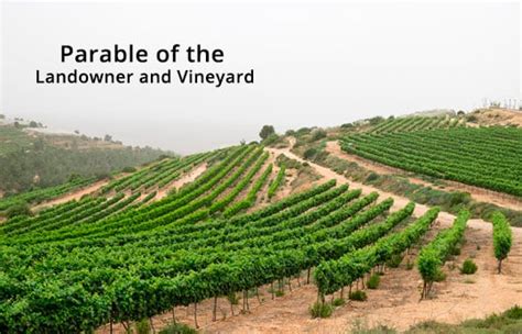 Parable of the Landowner and Vineyard | NeverThirsty