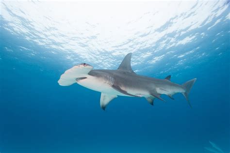 Hammerhead Shark: Characteristics, Habitat, and Behavior
