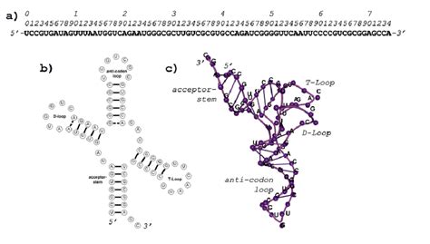 5: The three levels of RNA structure. a) Primary structure (base ...