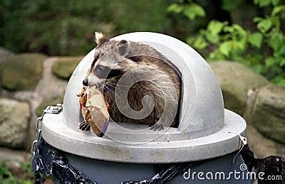 Raccoon Raiding Trash Can. Royalty Free Stock Photos - Image: 2958