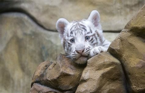 5 Things You Need to Know About Tiger Cub Petting and What Happens ...