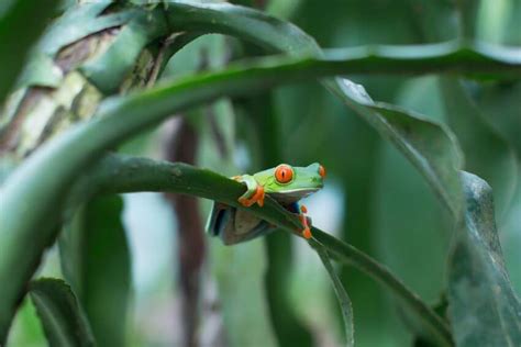 10 Most Endangered Amphibians On Earth