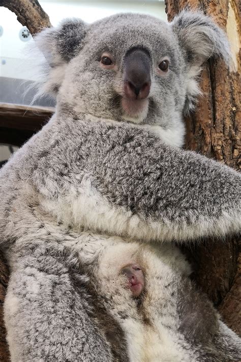 Schnappschuss aus dem Tiergarten Schönbrunn: Koala-Baby lugte aus dem ...