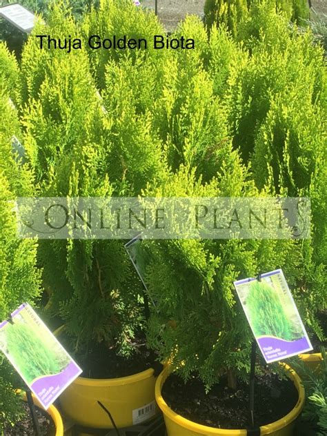 Thuja Golden Biota Plants for Sale | Online Plants Australia