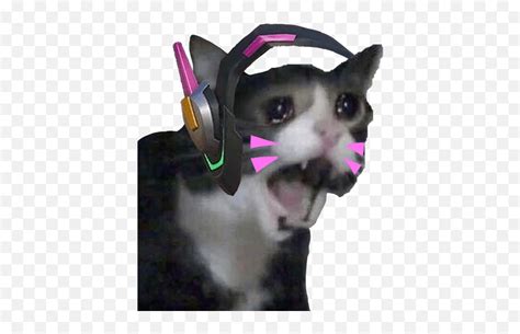 View 9 Cat Pfp Discord Meme