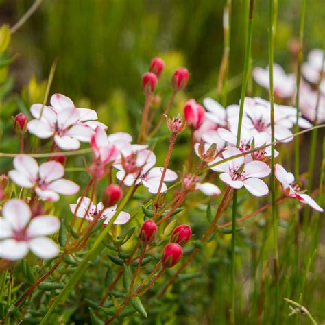 How to Create a Fynbos Garden - Greenpop