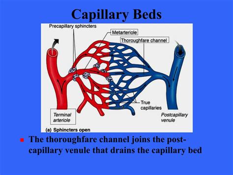 PPT - The Cardiovascular System: Blood Vessels PowerPoint Presentation - ID:313389