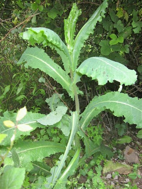 Lactuca virosa Seeds ~ 20+ Seeds ~ Opium Lettuce For Tea, Resin extract, Pain. - Seeds & Bulbs