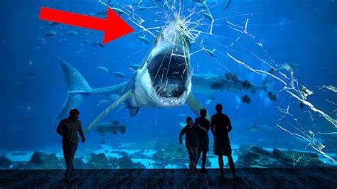 Here Is Why No Aquarium In The World Holds A Great White Shark - YouTube