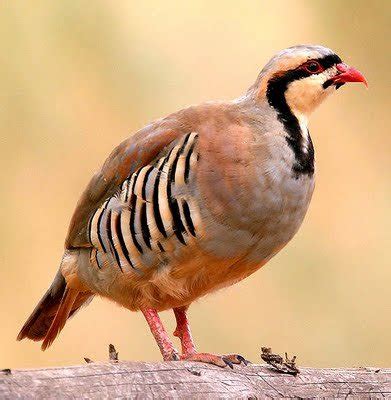 NATIONAL BIRD OF PAKISTAN