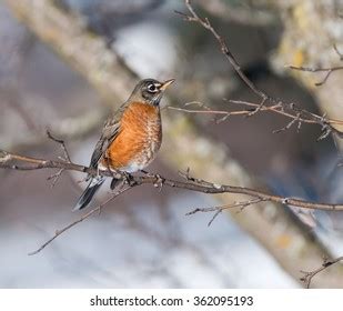 American Robin Winter Stock Photo 362095193 | Shutterstock