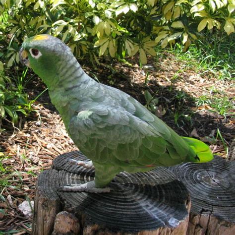 Mealy Parrot | Amazona farinosa | Bird