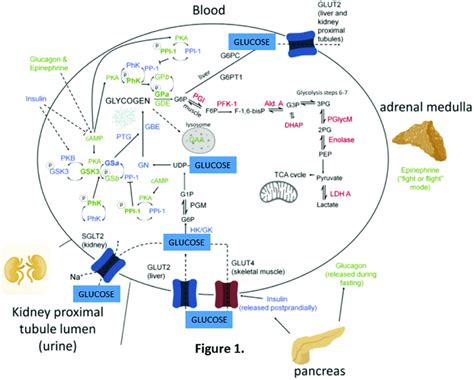 Key elements of glucose and glycogen metabolism. Enzymes in blue direct ...