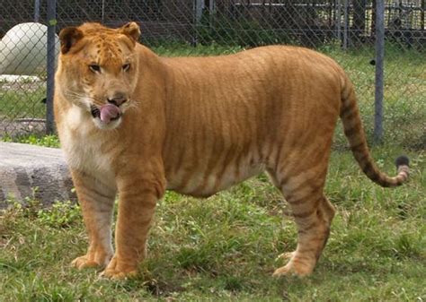 Brutus the Liger Sarasota, Florida Big Cat Habitat | BigCatHabitat.org...Real Close To Where Our ...