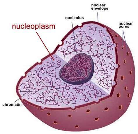 Plant Life: Nucleoplasm