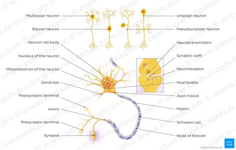 Neurotransmitters: Types, functions and disorders | Kenhub