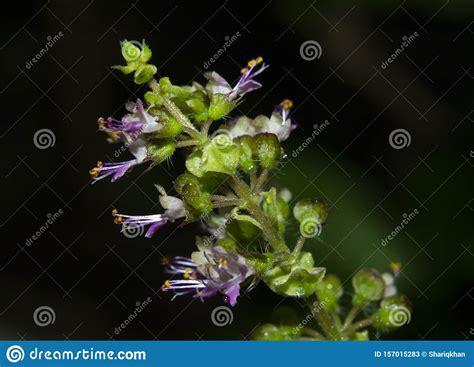 Purple Flowers of Holy Basil or Tulsi Stock Image - Image of allergy, holy: 157015283