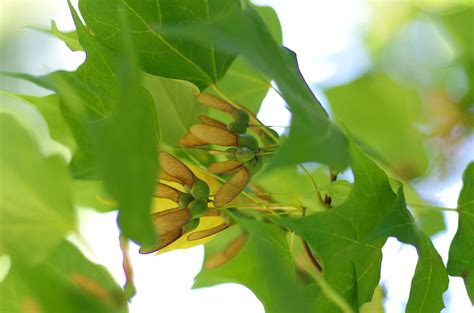 sugar maple Archives - Maple Leaves Forever