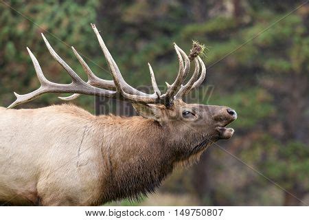 Bull Elk Bugling Image & Photo (Free Trial) | Bigstock