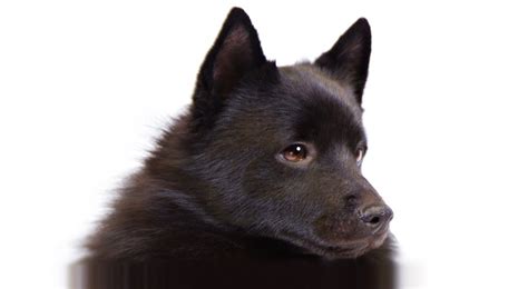 Schipperke Dog Breed Information