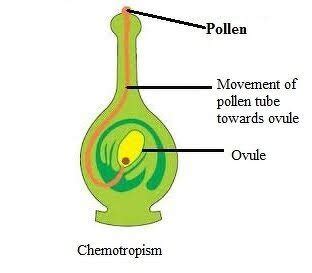 10. With the of suitable examples explain the terms phototropism, geotropism and chemotropism. TYTI