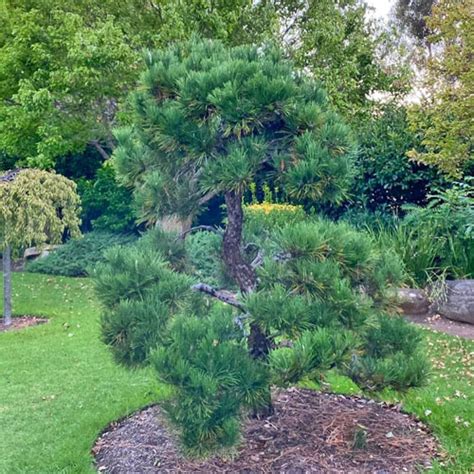 Japanese Black Pine - Garden Center Point