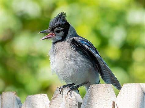 Baby Blue Jays: All You Need To Know | Birdfact