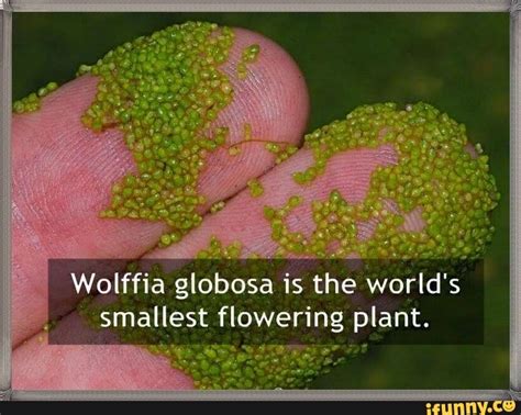 Wolffia globosa is the world's smallest flowering plant. - iFunny