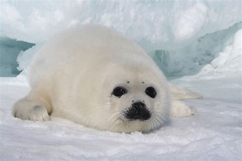 Harp Seal | Cute Animal Interesting Facts & Images | The Wildlife