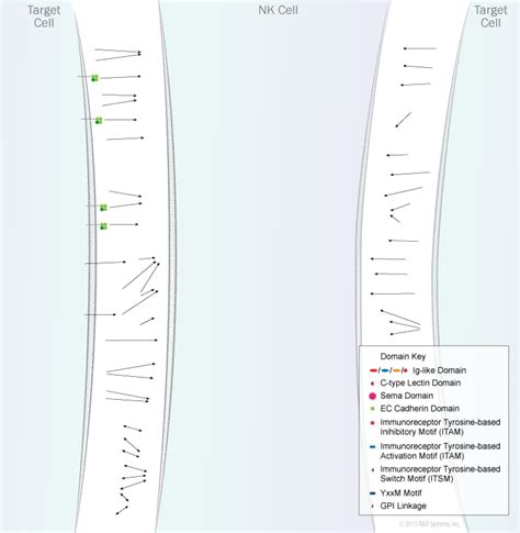 NK Cell Activation Receptors and Ligands Pathway