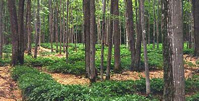 USDA-approved agroforestry