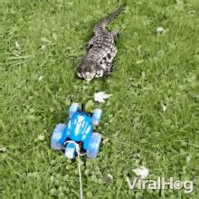 Lizard Chasing Rc Toy Truck Viralhog GIF - Lizard Chasing Rc Toy Truck Viralhog Lizard Trying To ...