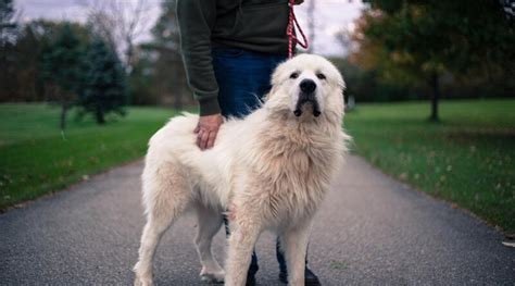 10 Popular Big White Fluffy Dog Breeds That Belong On The Countryside – ruffeodrive